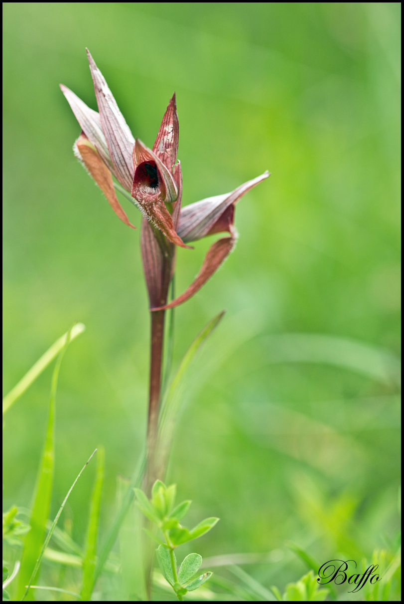 Serapias vomeracea